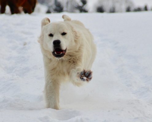 Golden Retriever