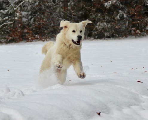 Golden Retriever