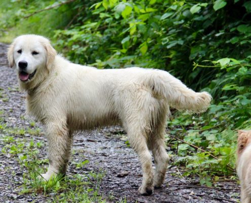 Golden Retriever