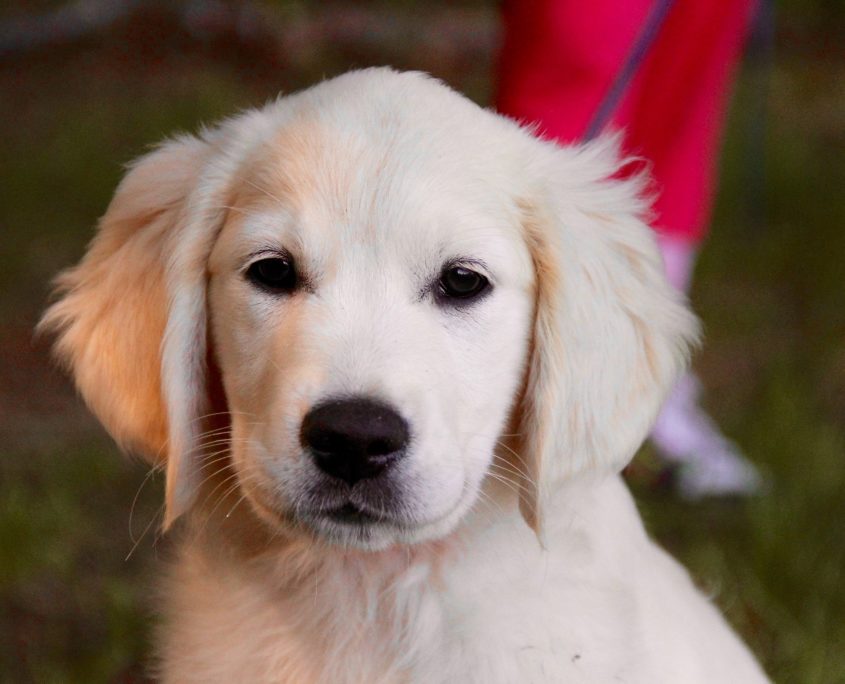 Golden Retriever