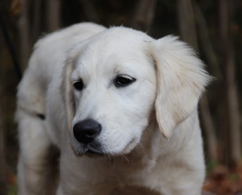 Golden Retriever