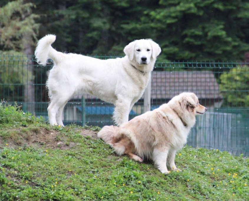 Golden Retriever