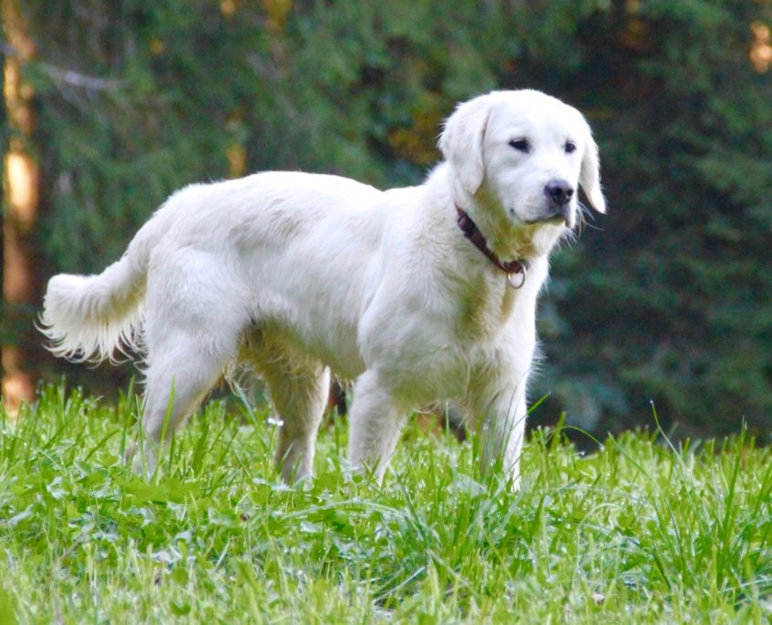 Golden Retriever