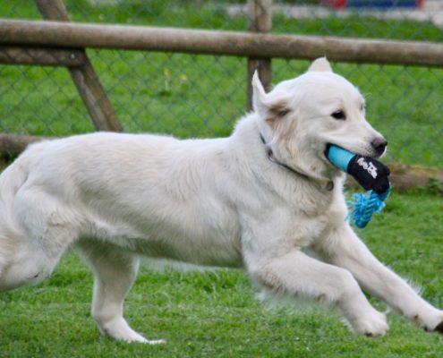 Golden Retriever