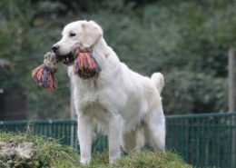 Golden Retriever