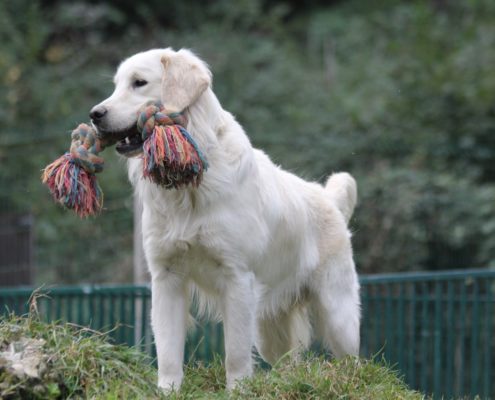 Golden Retriever