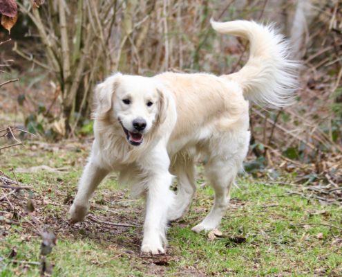 Golden Retriever