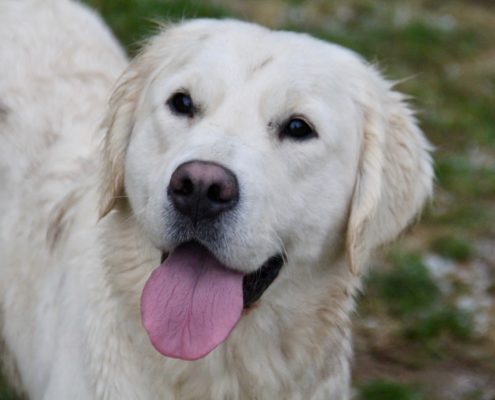 Golden Retriever