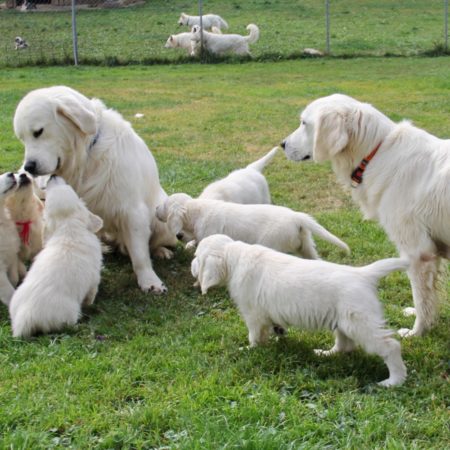 Golden Retriever