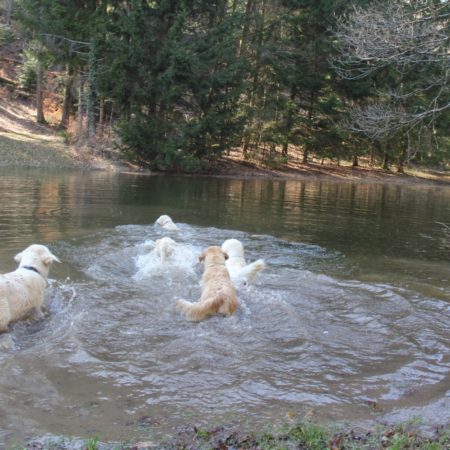 Golden Retriever