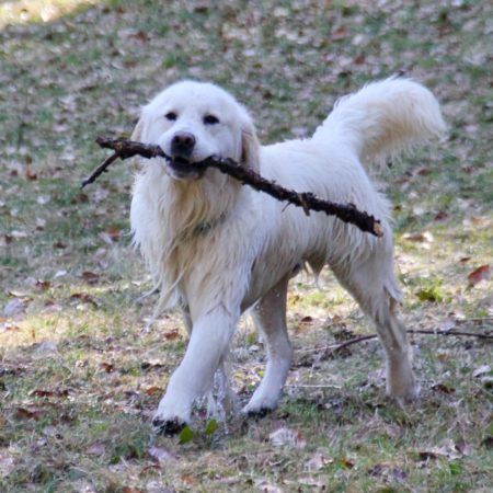 Golden Retriever