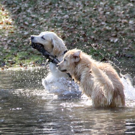 Golden Retriever