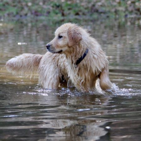 Golden Retriever