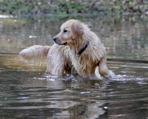 Golden Retriever