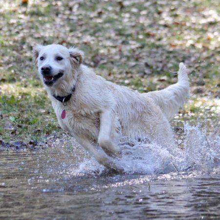 Golden Retriever