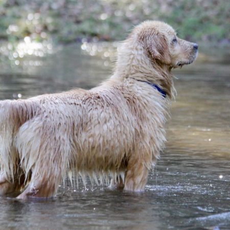 Golden Retriever