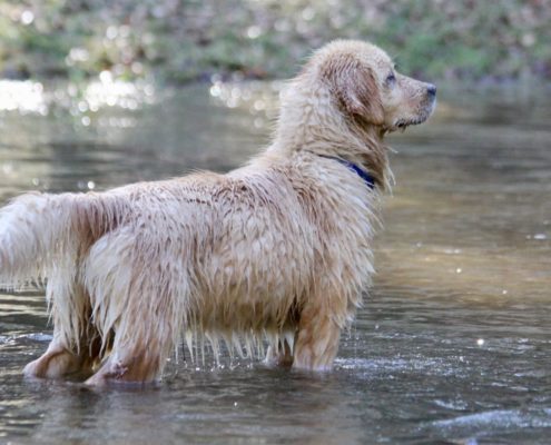 Golden Retriever