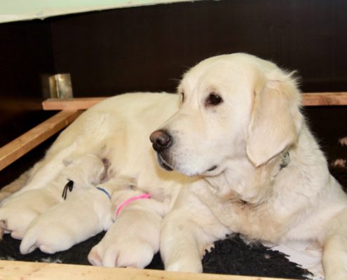 Golden Retriever