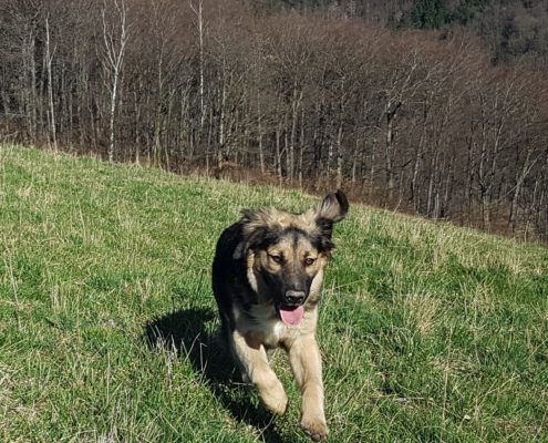 Hybride Golden-Aussie