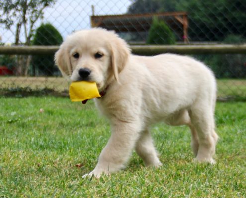 Golden Retriever