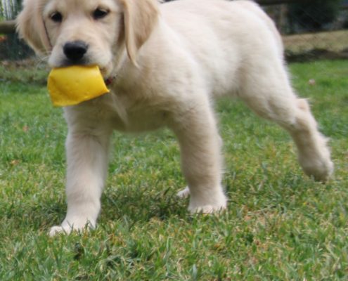 Golden Retriever