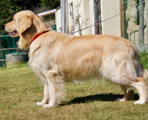 Golden Retriever