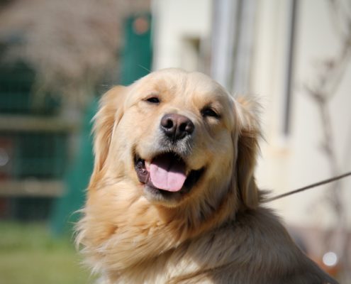 Golden Retriever