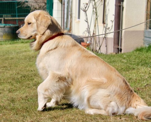 Golden Retriever