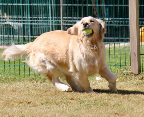 Golden Retriever