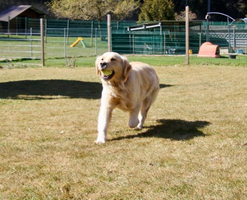 Golden Retriever