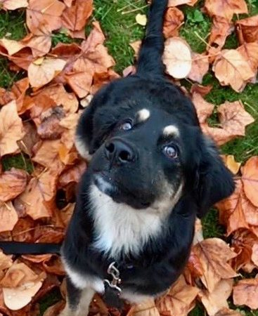 Golden Aussie