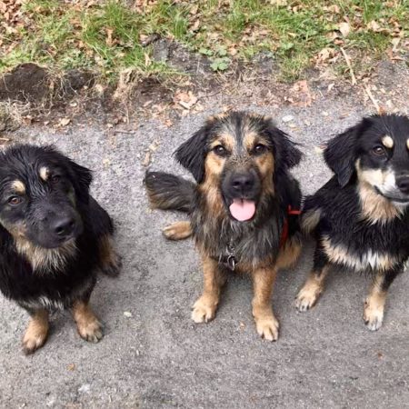 Golden Aussie