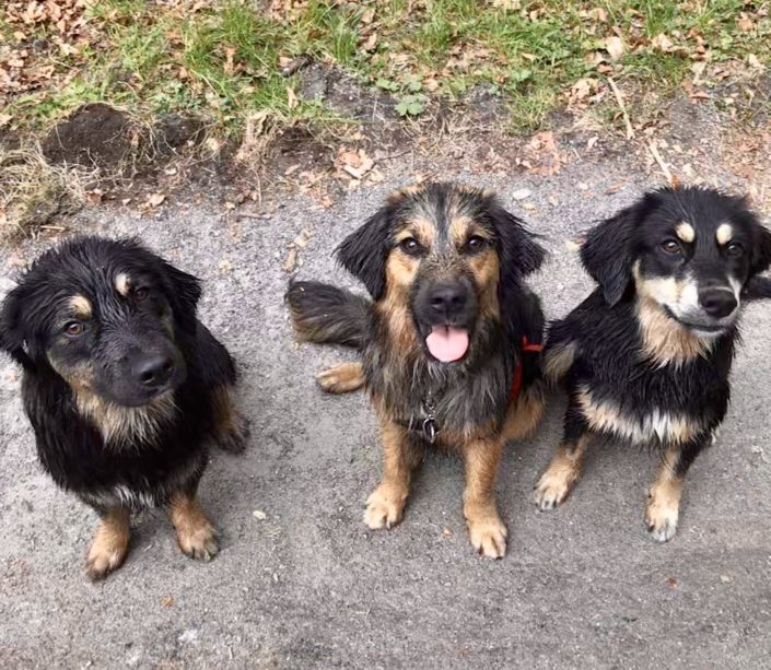 Golden Aussie