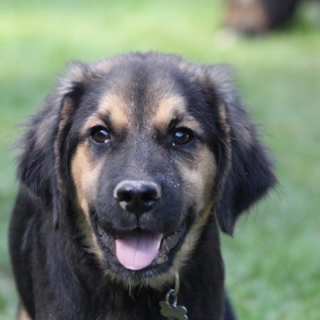 Golden Aussie