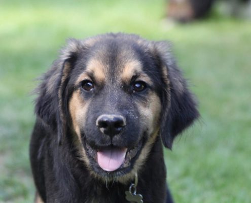 Golden Aussie