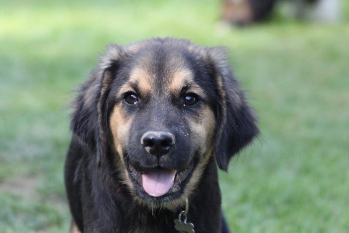 Golden Aussie