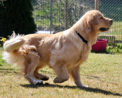 Golden Retriever