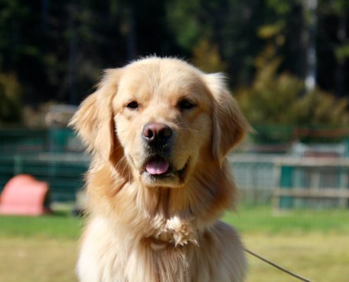 Golden Retriever