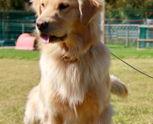 Golden Retriever