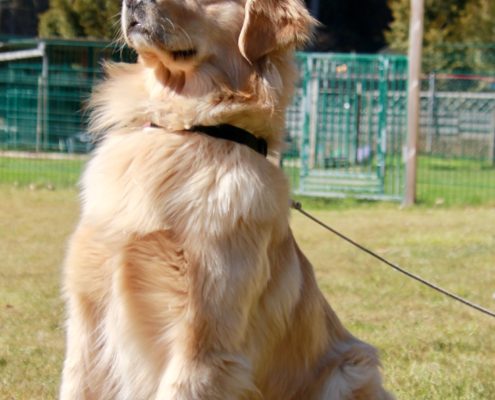 Golden Retriever