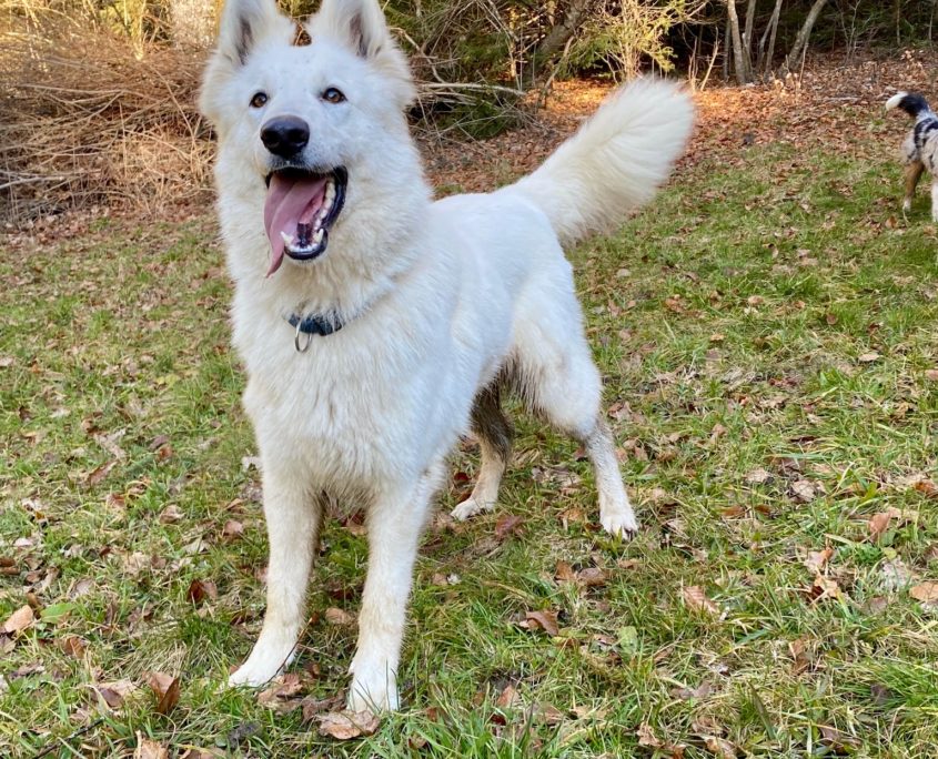 Spa Berger Blanc Suisse A Adopter Espace Chiens - Domaine de la Forêt des Barussels | Nos femelles d