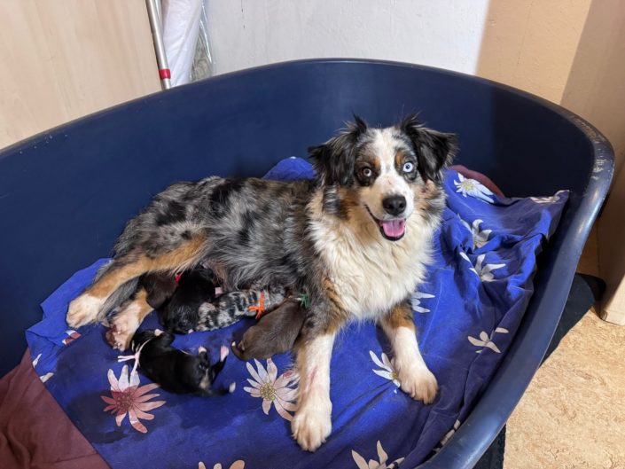 Maui et bebes 2025_1