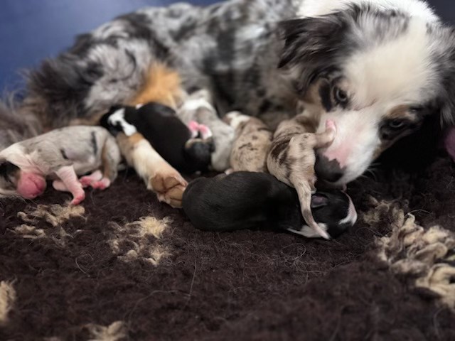 Ninja et bebes 2025_2