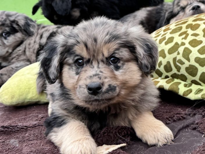 Golden Aussie_9169